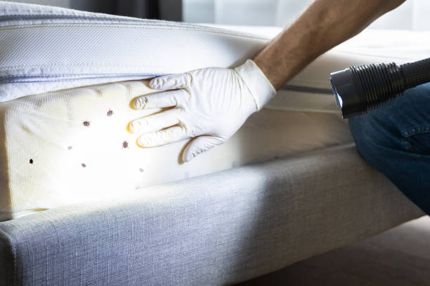 Best Emergency Pest Control  in Mount Vernon, IL