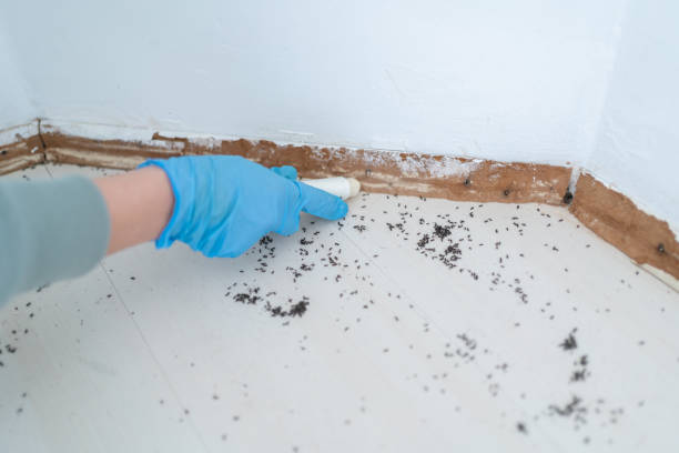 Reliable Mount Vernon, IL Pest Control Solutions